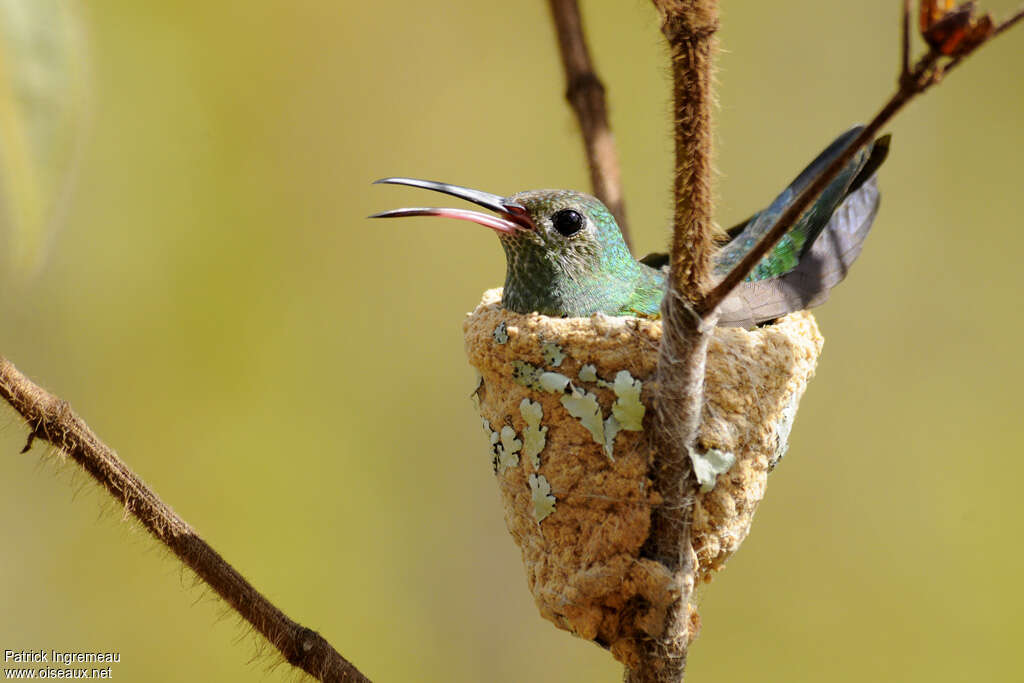 Colibri tout-vert femelle adulte, Nidification