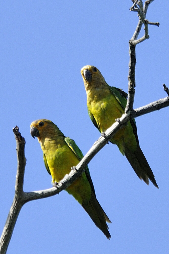 Brown-throated Parakeetadult