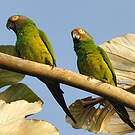 Conure de Weddell