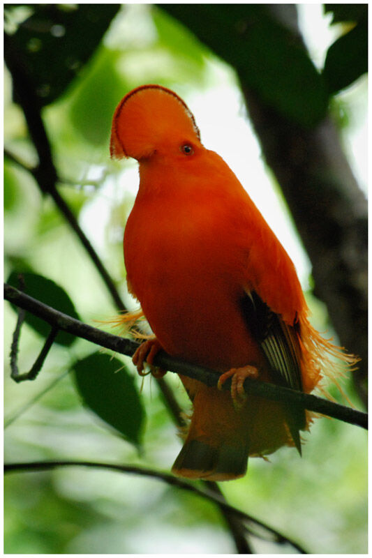 Coq-de-roche orange mâle adulte
