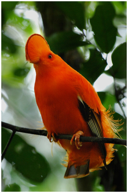 Coq-de-roche orange mâle adulte