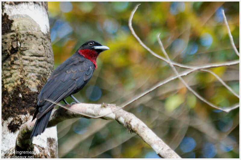 Purple-throated Fruitcrow male adult, identification