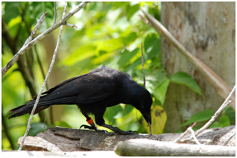 Corbeau calédonienadulte
