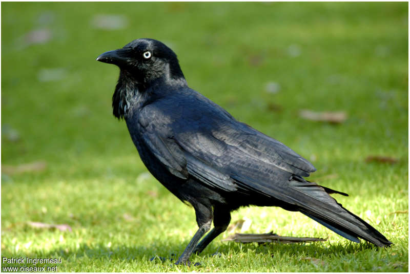Australian Ravenadult, identification