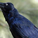 Corbeau d'Australie