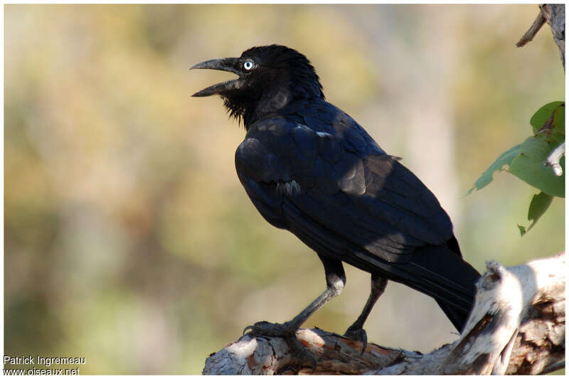 Corbeau de Torresadulte