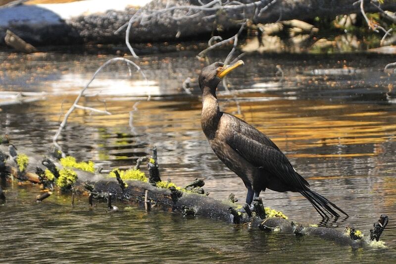 Cormoran à aigrettesadulte