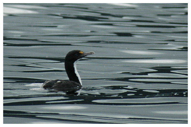 Cormoran caronculéadulte