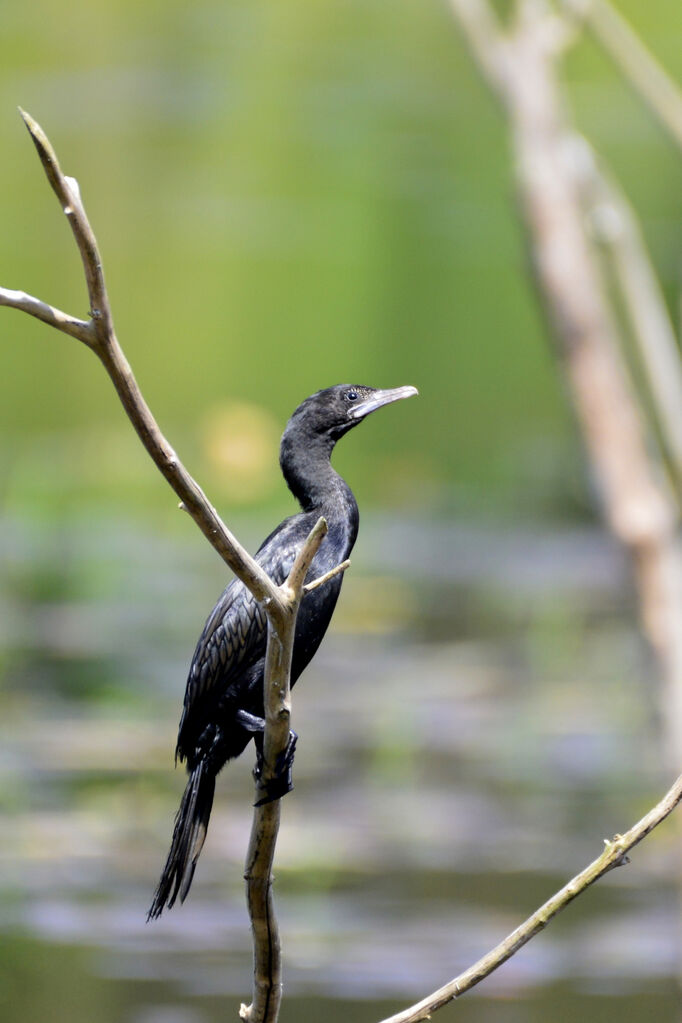 Little Cormorantadult