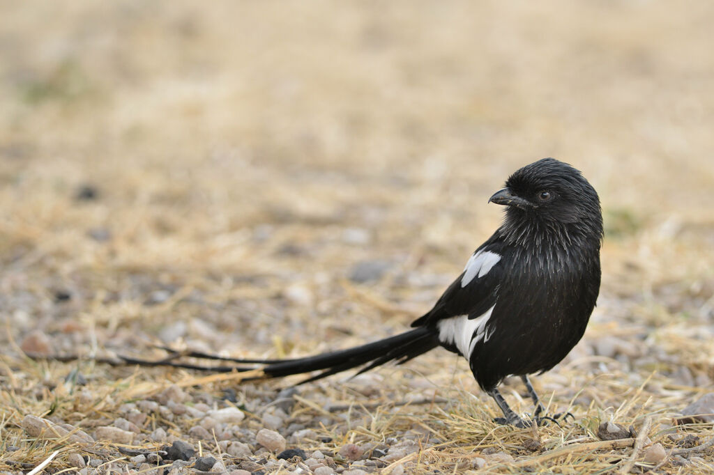 Magpie Shrikeadult
