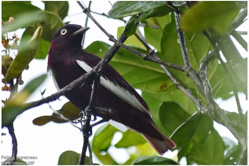 Cotinga pompadour mâle adulte