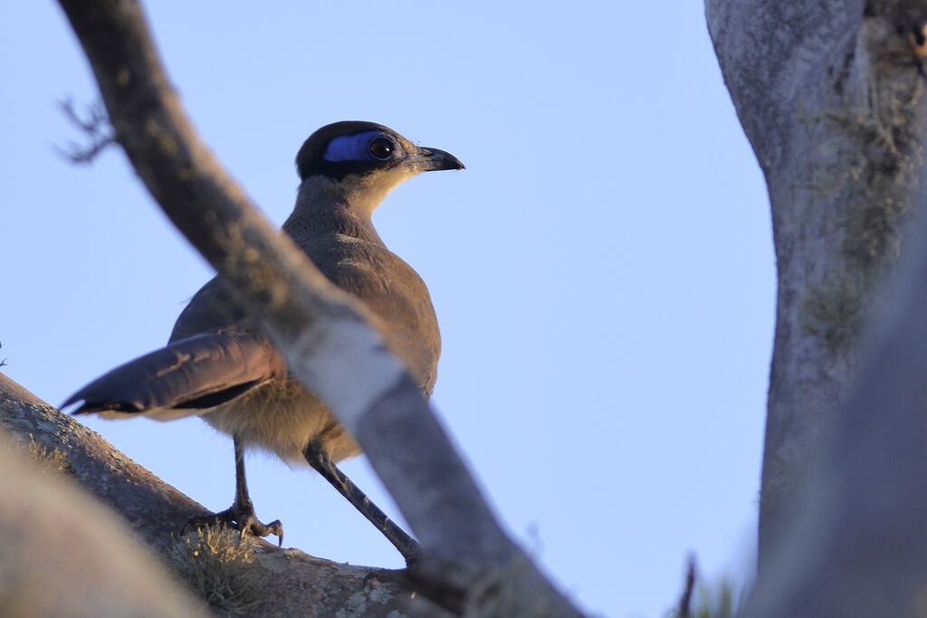 Olive-capped Couaadult