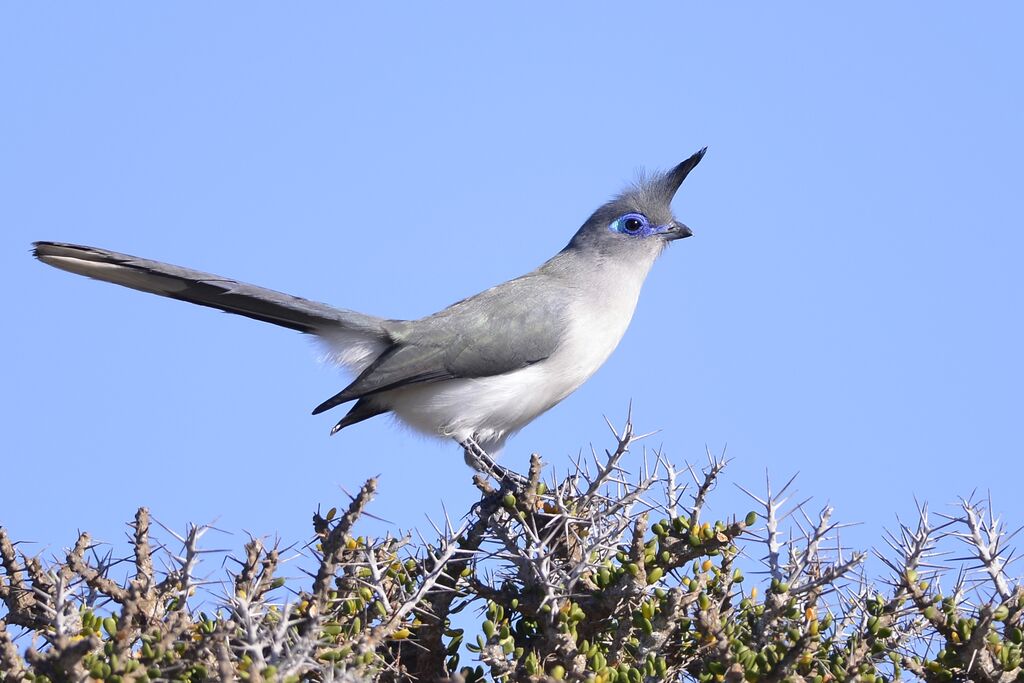 Coua de Verreauxadulte