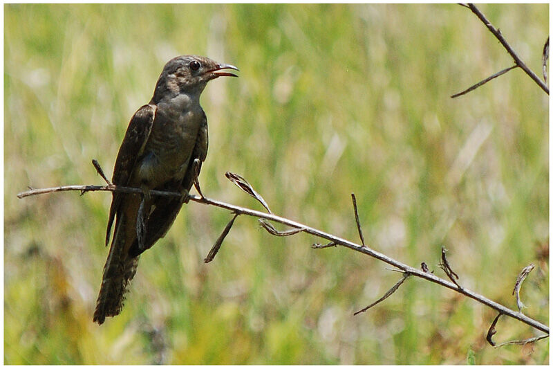 Sahul Brush Cuckoo