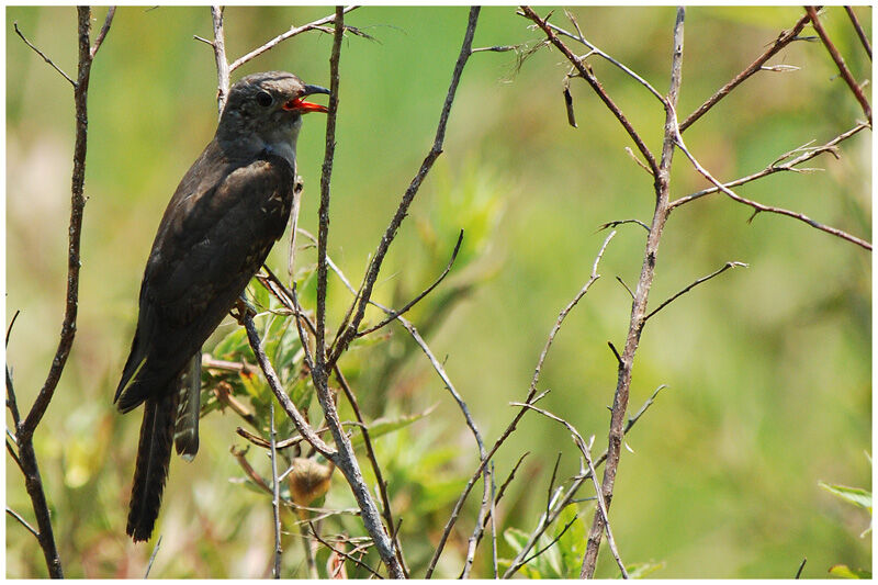 Sahul Brush Cuckoo