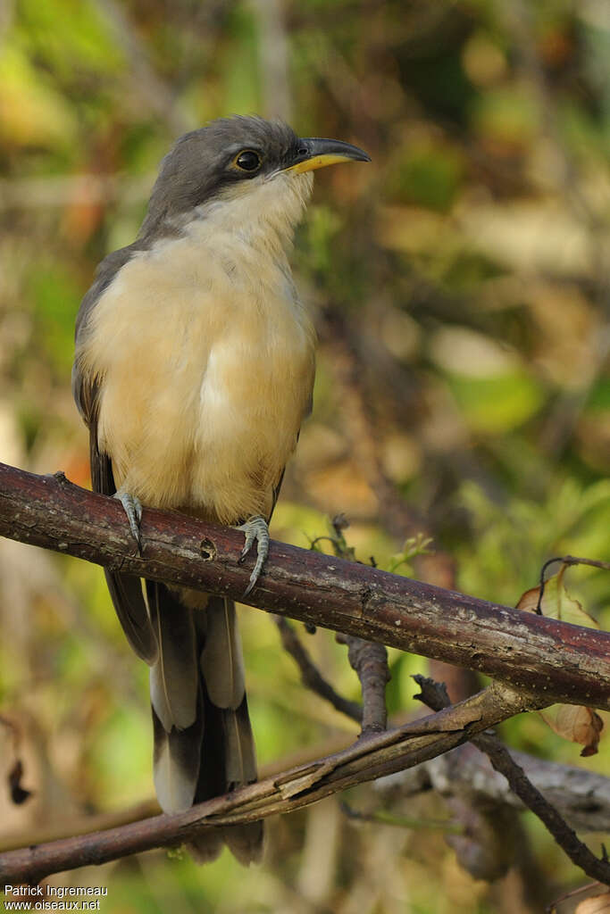 Mangrove Cuckooimmature, identification