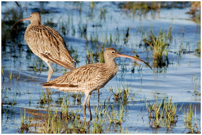 Far Eastern Curlew