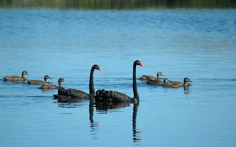 Cygne noiradulte