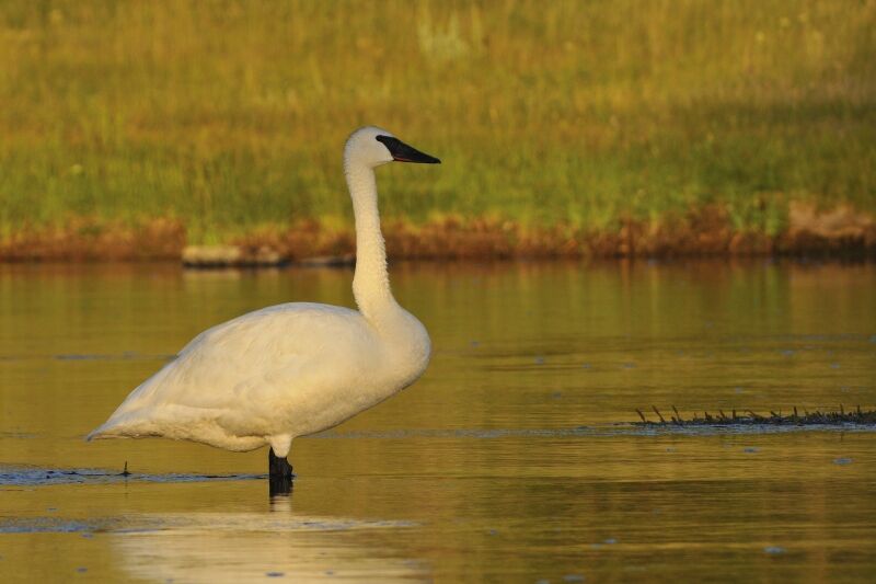 Trumpeter Swanadult, identification