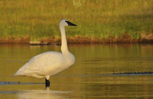 Cygne trompette