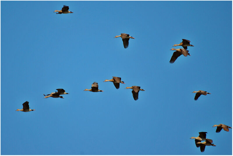 Dendrocygne à lunulesadulte