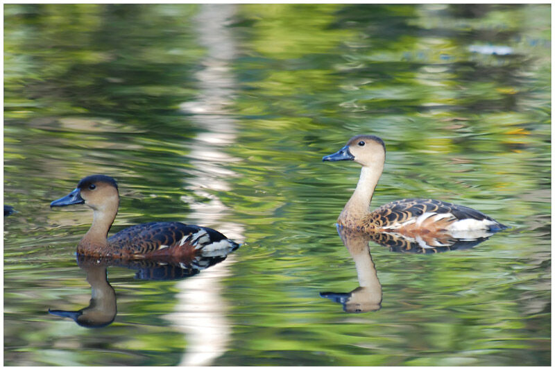 Dendrocygne à lunulesadulte
