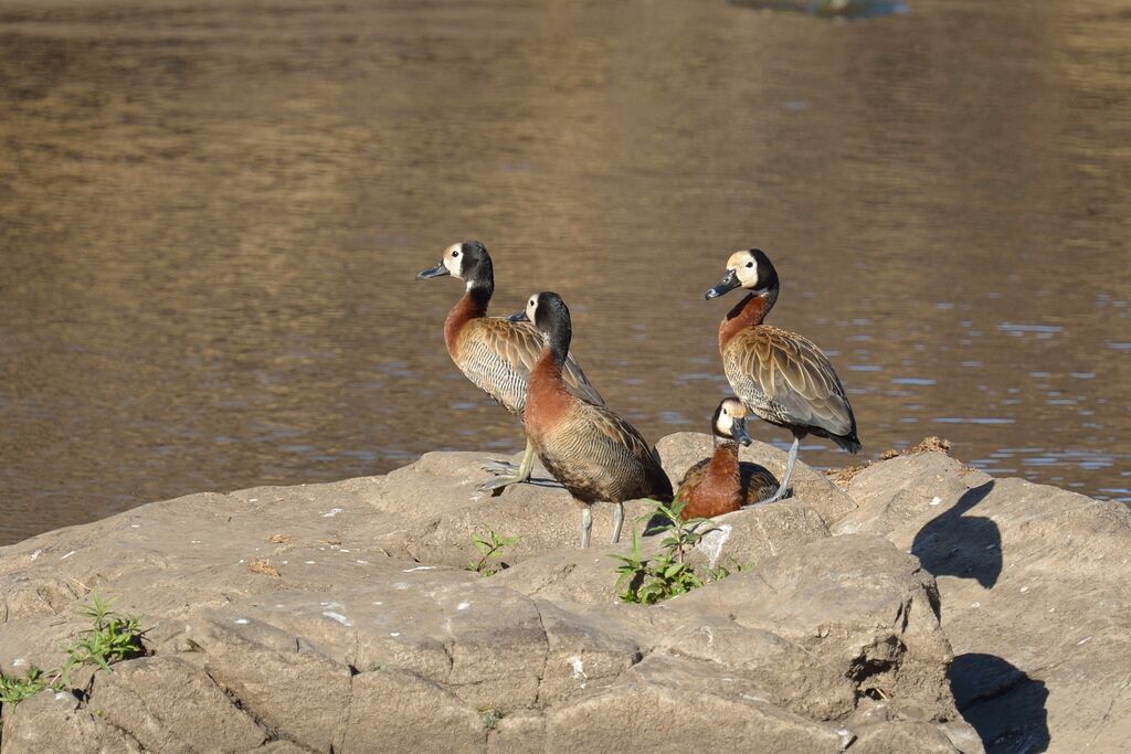 White-faced Whistling Duckadult