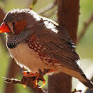 Diamant mandarin