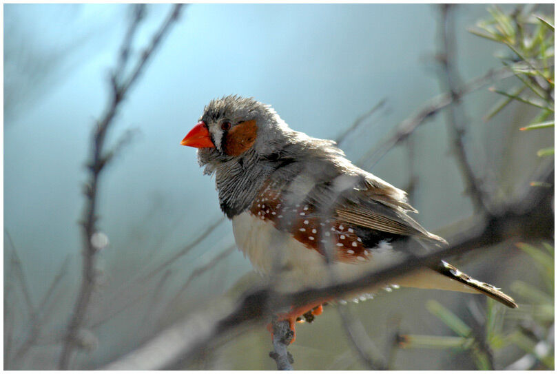 Sunda Zebra Finch