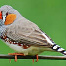 Diamant mandarin