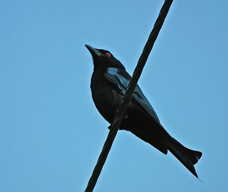 Drongo pailleté