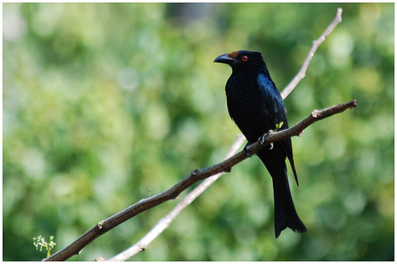 Spangled Drongoadult