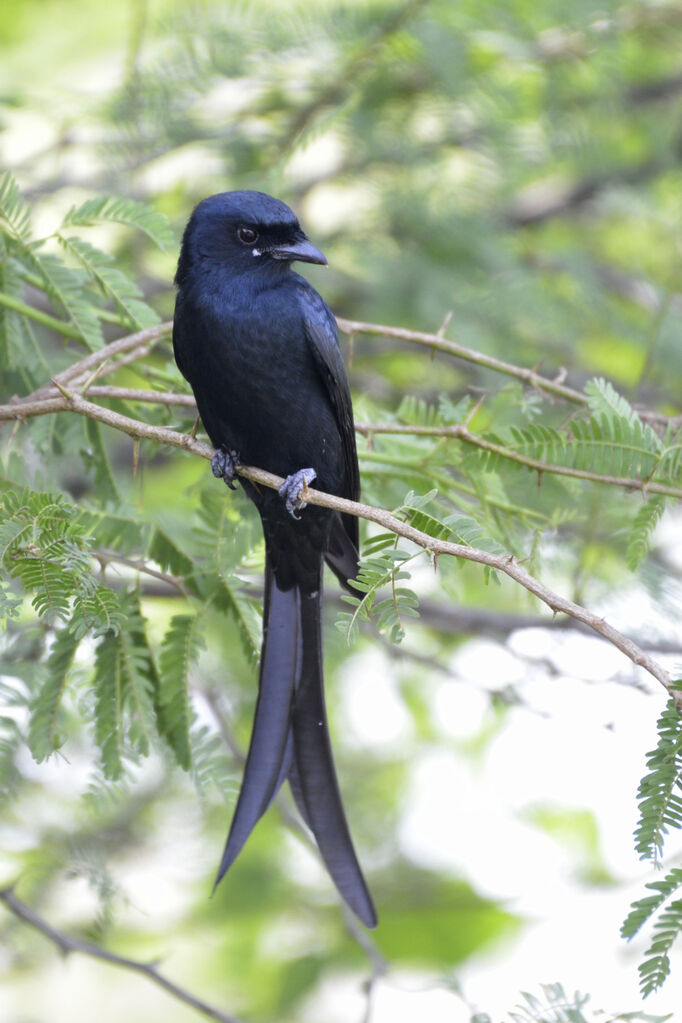 Drongo royaladulte, portrait