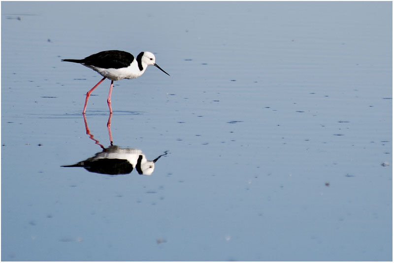Black-winged Stiltadult