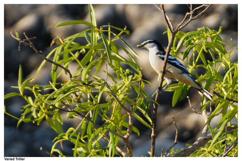 Varied Triller male adult