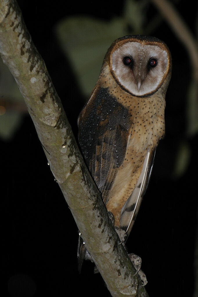 American Barn Owlimmature