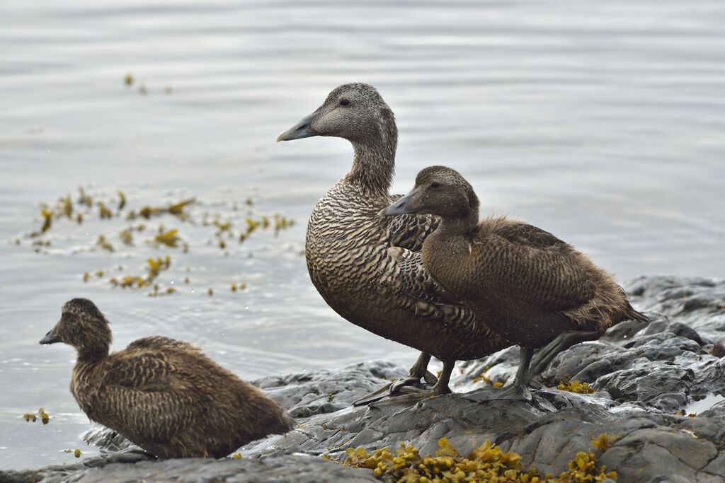 Eider à duvet