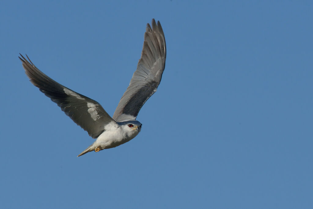 Black-winged Kiteadult, Flight