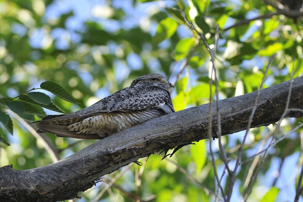 Common Nighthawkadult