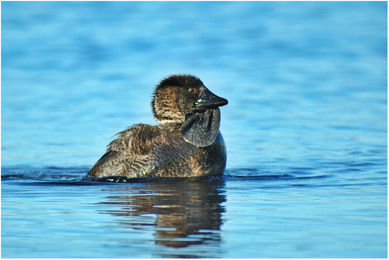 Musk Duck male adult breeding