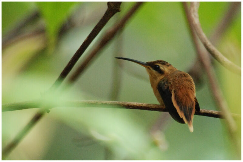 Reddish Hermitimmature