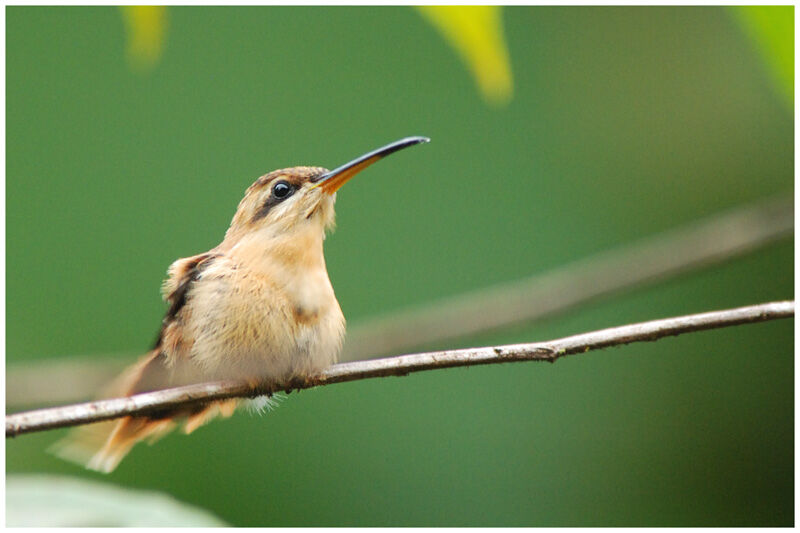 Reddish Hermitimmature