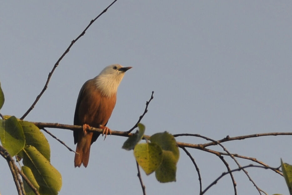 Malabar Starling female adult