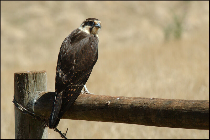 Brown Falcon