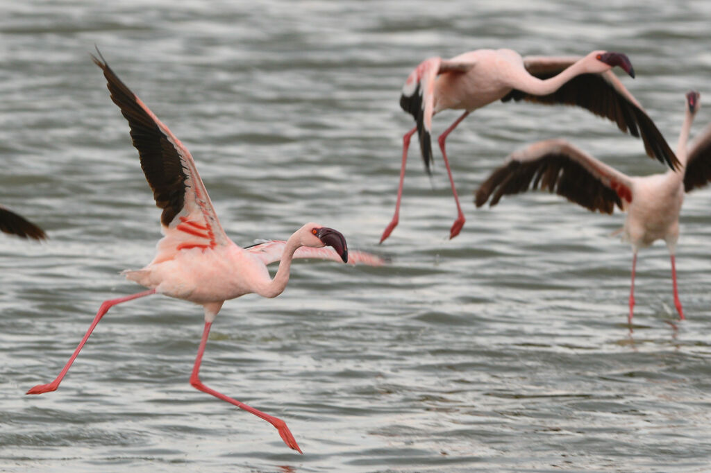 Flamant nainadulte, Vol