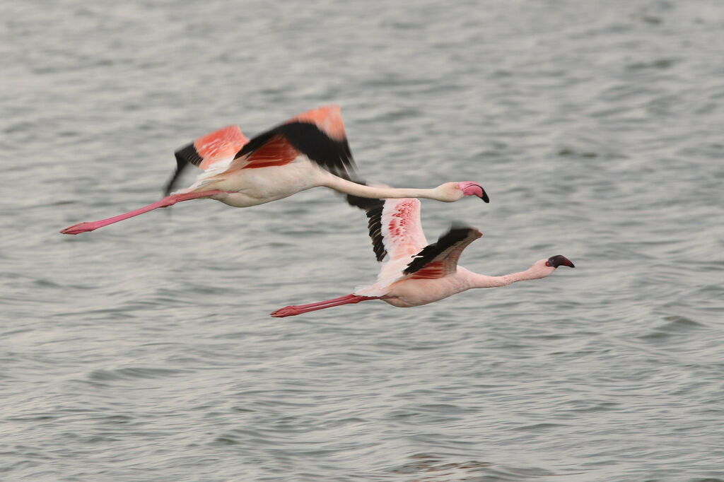 Flamant roseadulte, Vol
