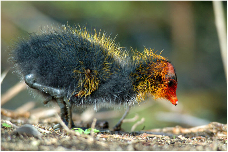 Foulque macroulejuvénile