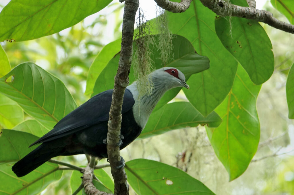 Comoro Blue Pigeonadult