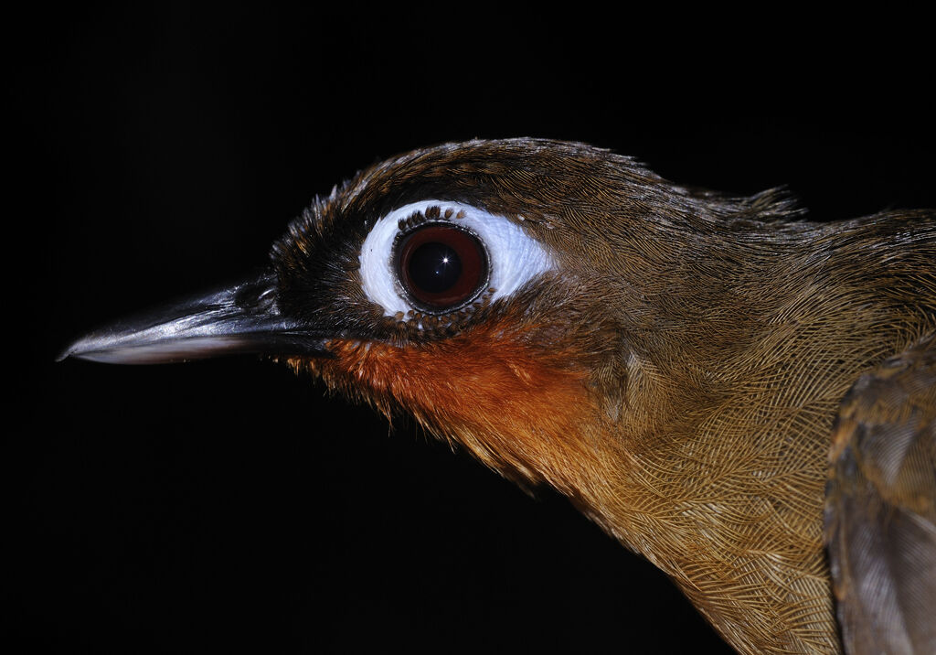 Rufous-throated Antbirdadult