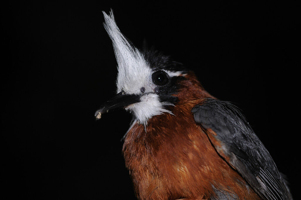 White-plumed Antbirdadult